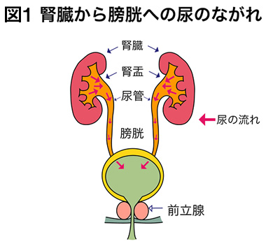 水分 取っ てる の に 尿 が 出 ない 子供