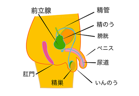 精液が赤くなった 日本泌尿器科学会 The Japanese Urological Association 一般のみなさま