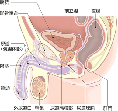 大精嚢 